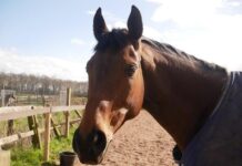 Breaking Down Florida Derby Odds at Gulfstream: What Bettors Should Analyze